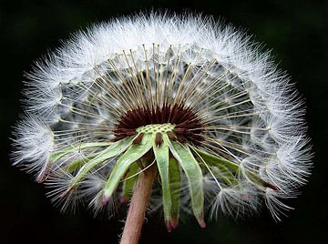 Het is een dandy van erikaktus gurun