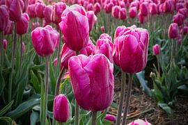 Pink Tulips by Ton van Waard - Pro-Moois
