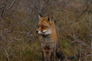 Fox AWD by Wesley Klijnstra