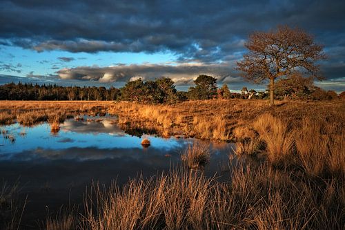 Leersumse Veld à l'heure dorée