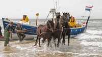 Stoere paarden in de zee van Jan Iepema thumbnail