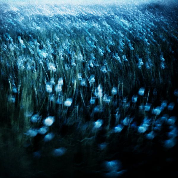 dandelion meadow van Dorit Fuhg