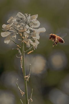 Bienenflug von Pixel4ormer