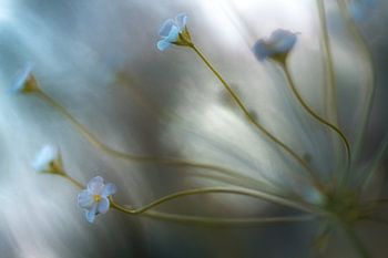Jasmin