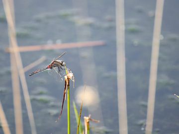 Blutrote Heidelibelle von Miny'S