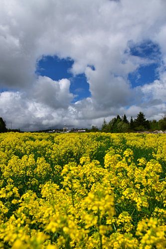 Een bloeiend koolzaadveld