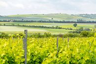 Wijnbouwgebied Rheinhessen in de lente van Achim Prill thumbnail