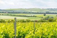 Wijnbouwgebied Rheinhessen in de lente
