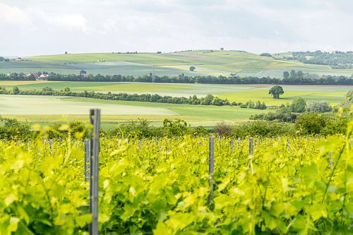 Wijnbouwgebied Rheinhessen in de lente