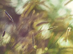 Herbes et lumière 4