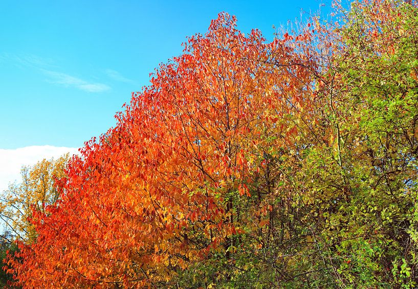 autumn tree by Bo Valentino