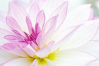Dahlia
