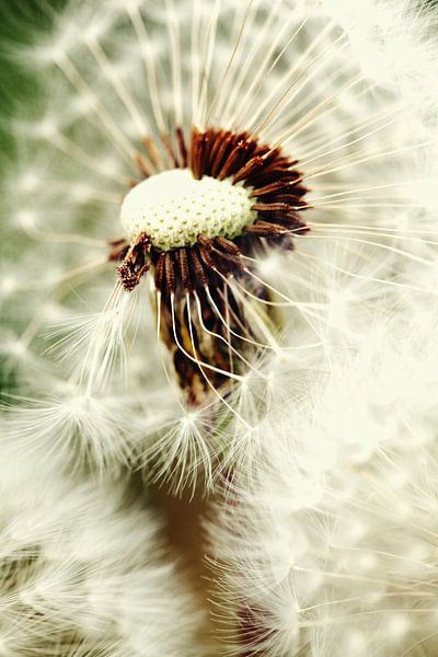 Dandelion by Falko Follert