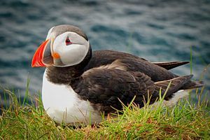 Ruhender Papageientaucher an der Küste Islands