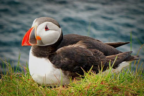 Rustende papegaaiduiker aan de kust van IJsland