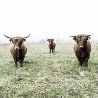 Schotse hooglander 004