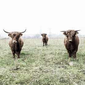 Highland cattle 004 sur Carola Stroy