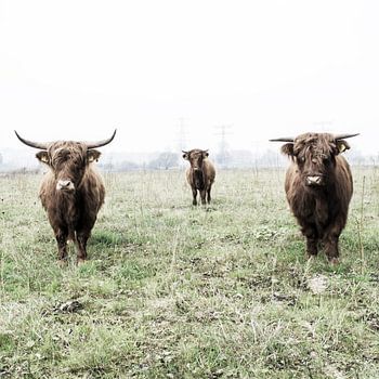 Schottisches Hochlandrind 004