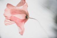 poppy van Hilde Van Hove thumbnail