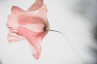 poppy