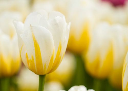 Tulpen uit Amsterdam