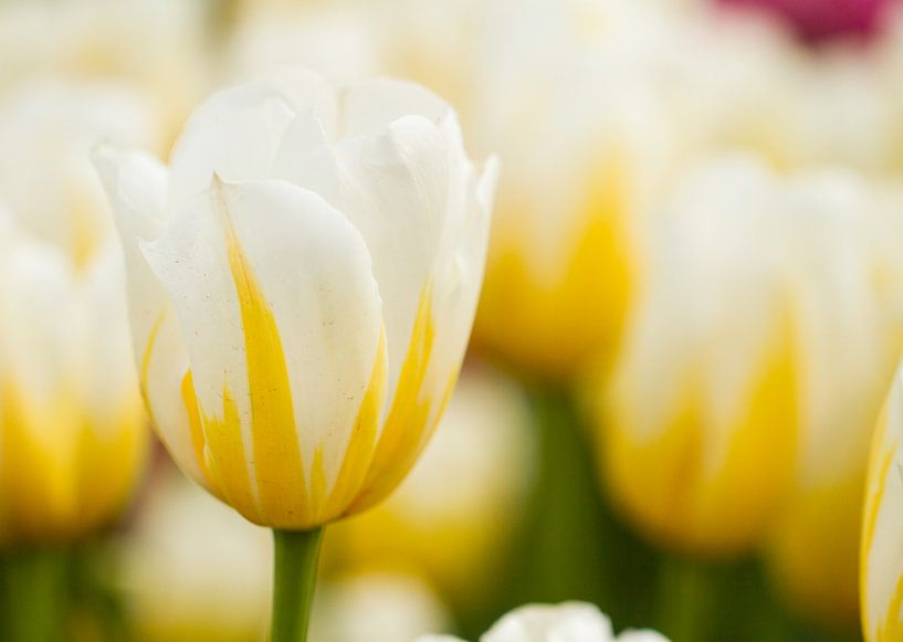 Tulpen uit Amsterdam by Piebe van den Berg