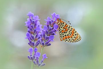 Rode vlinder op lavendel van Wiltrud Schwantz