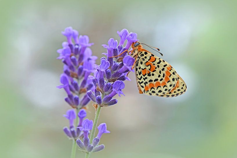 Red fritillary butterfly on lavender by Wiltrud Schwantz