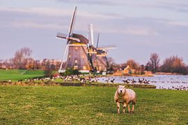 Don't come closer! sur Jordy Kortekaas