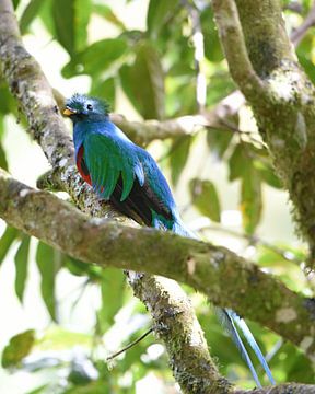 Quetzal (oiseau coloré d'Amérique centrale) sur Rini Kools