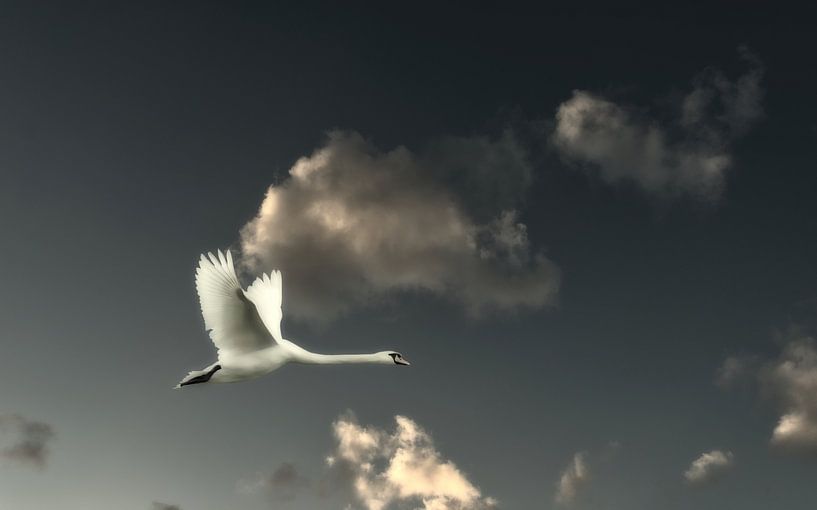 The Swan by Bert Seinstra