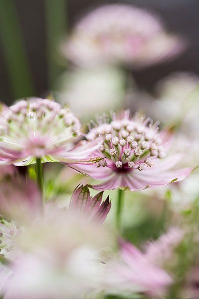 Astrantia, nœud zélandais par Marianne Rouwendal
