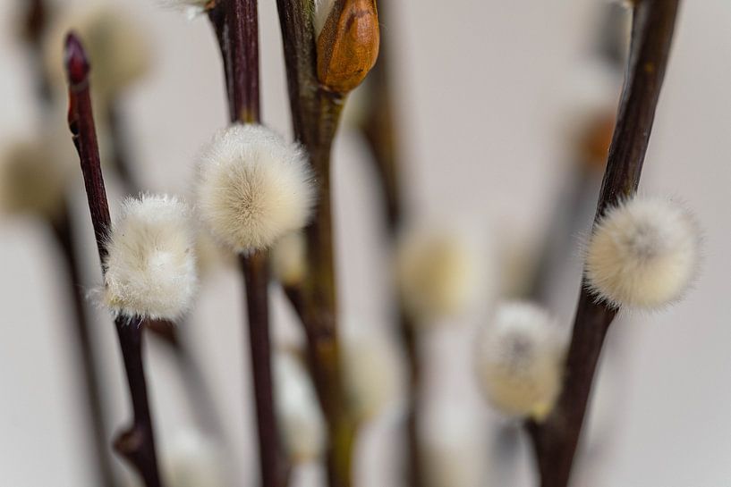 Chats de saule par Ingrid van Wolferen