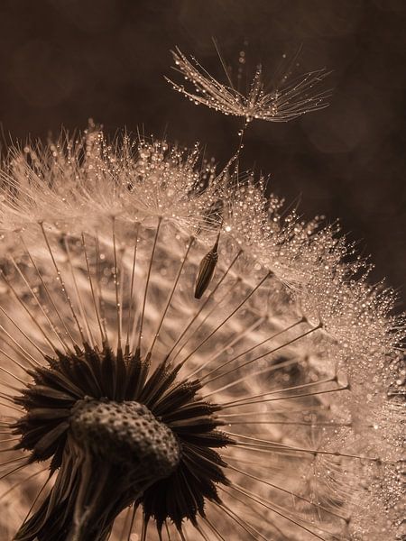 Time to say goodbye! (Fluff leaves dandelion) by Marjolijn van den Berg