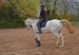 white horse and rider training on a riding arena
