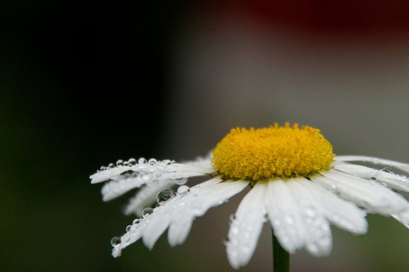 lonely flower with dewdrops by wil spijker
