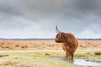 Scottish highlander in quiet area