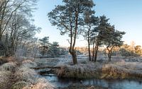 winter landscape with trees and water von ChrisWillemsen Miniaturansicht