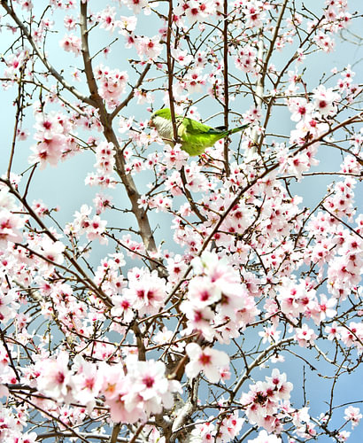 Green parakeet amongst pink blossoms