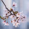 Kirschblüte in Südkorea von Tristan Lavender