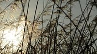In het riet