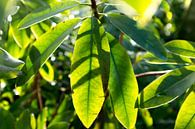 botanische afbeelding, groene plant in het zonlicht van Karijn | Fine art Natuur en Reis Fotografie thumbnail