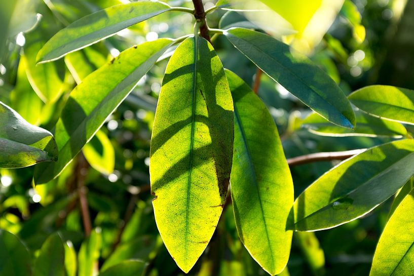 botanische afbeelding, groene plant in het zonlicht van Karijn | Fine art Natuur en Reis Fotografie