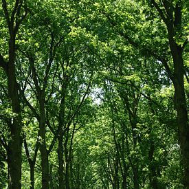 Mooie foto van de natuur. von Brigitte Koster