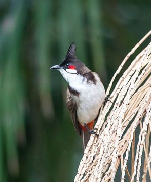 Bulbul 