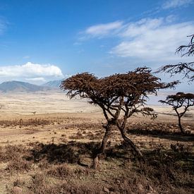 Serengeti sur Danny Cullens