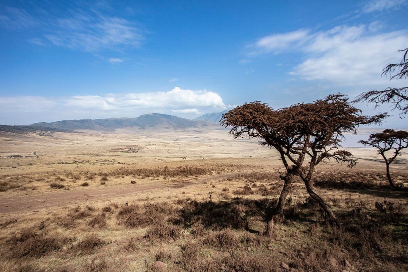 Serengeti von Danny Cullens