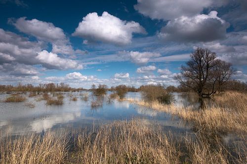 Hochwasser im Ooijpolder