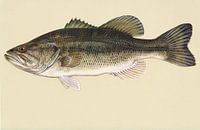 Forelbaars  (Largemouth bass fish) van Fish and Wildlife thumbnail