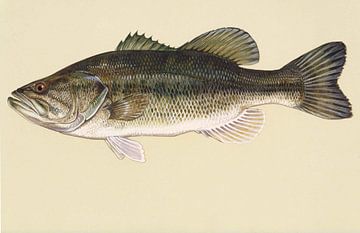 Largemouth bass fish by Fish and Wildlife